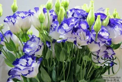 eustoma