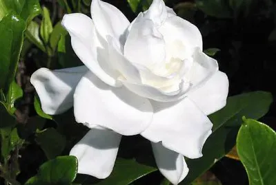 gardenia