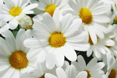 margherita jigsaw puzzle