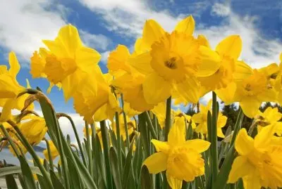 narciso