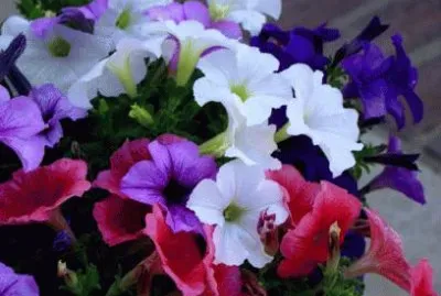 petunia