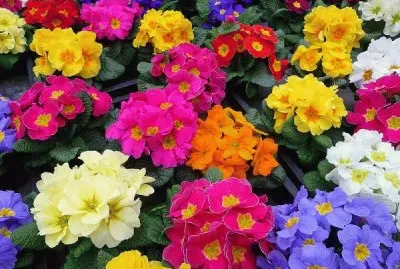primula