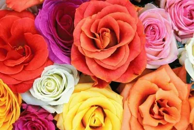 rosa