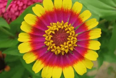 zinnia jigsaw puzzle