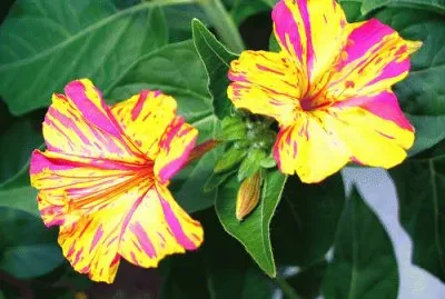 bella di notte jigsaw puzzle