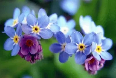 non ti scordar di me jigsaw puzzle