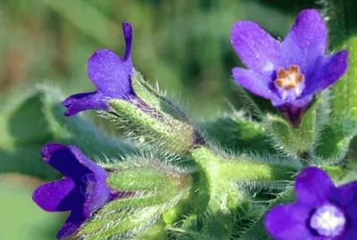 buglossa jigsaw puzzle