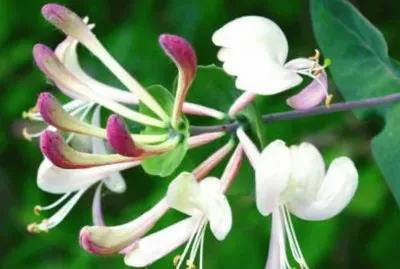 caprifoglio jigsaw puzzle