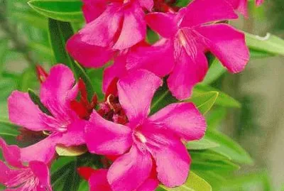 oleandro jigsaw puzzle