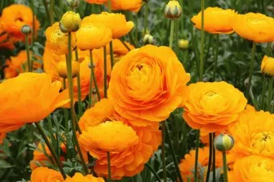 ranuncolo jigsaw puzzle