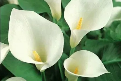 calla jigsaw puzzle