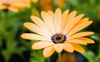 gerbera jigsaw puzzle