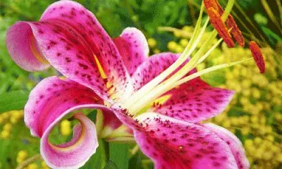 lilium jigsaw puzzle