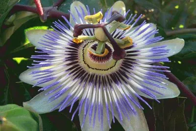 passiflora jigsaw puzzle