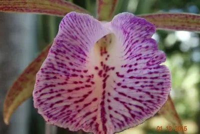 flor 08