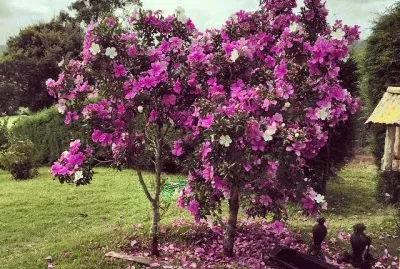 manaca jigsaw puzzle