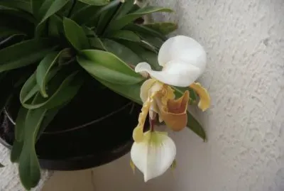 Minha Sapatinho