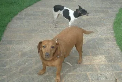 Tob e Kiska jigsaw puzzle