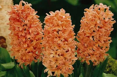 jacinthe jigsaw puzzle