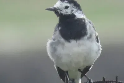 ×™×•× ×” jigsaw puzzle