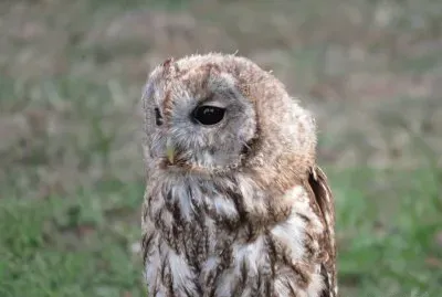 ×ª× ×©×ž×ª jigsaw puzzle