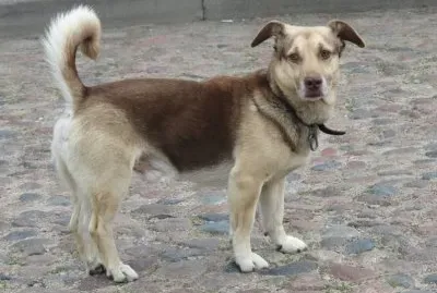 ×›×œ×‘ jigsaw puzzle