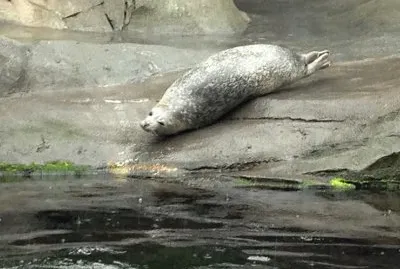 Harbor Seal, SeaLIfe Center Seward Alaska