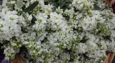 alhelÃ­es jigsaw puzzle