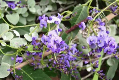 hardenbergia violacea