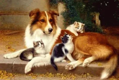 animais