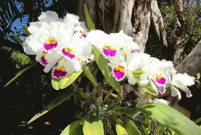 orquÃ­dea