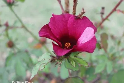 DELICADEZA