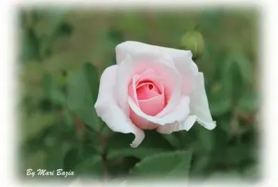 ROSINHA ROSA