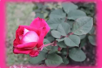 ROSA ROSA