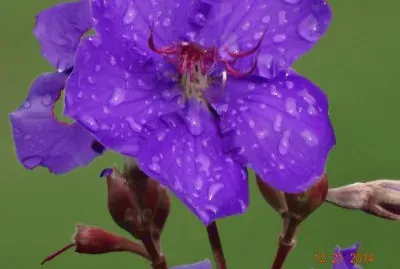 flor 09