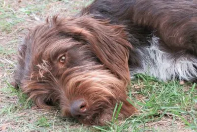 ×›×œ×‘ jigsaw puzzle