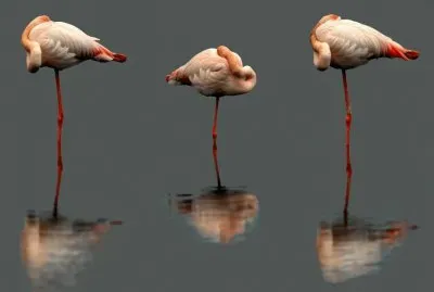 ×—×¡×™×“×•×ª