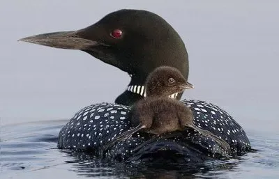 ×‘×¨×•×•×– jigsaw puzzle