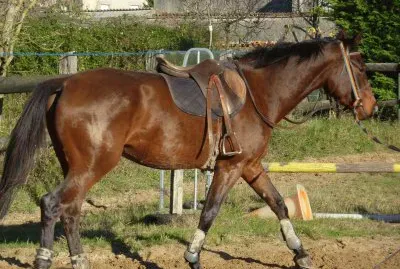 פאזל של cheval au travail