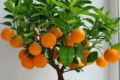 naranjas jigsaw puzzle