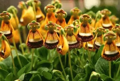 פאזל של flores