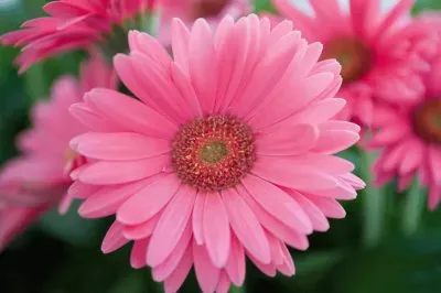 gerbera jigsaw puzzle