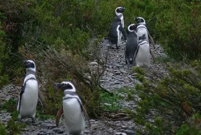 PingÃ¼inos en la Patagonia Argentina