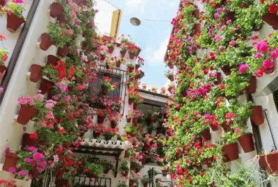 flores jigsaw puzzle