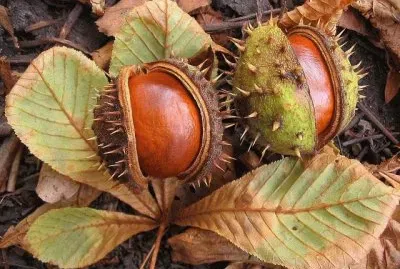Chestnuts jigsaw puzzle
