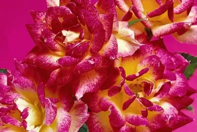 flores