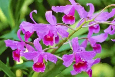 orquÃ­dea cattleya