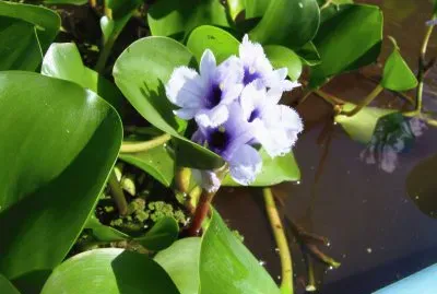 camalote