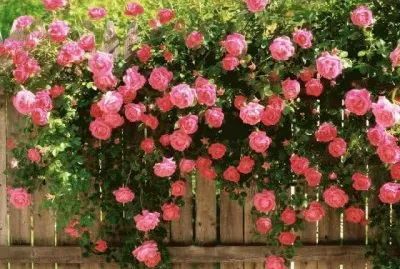 flores