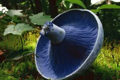 imagenes